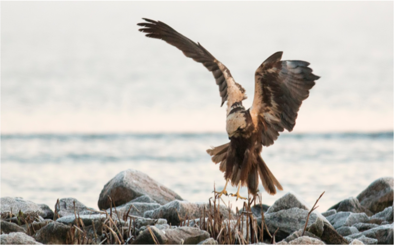 BUSARD DES ROSEAUX CIRCUS AERUGINOSUS ©CANVA