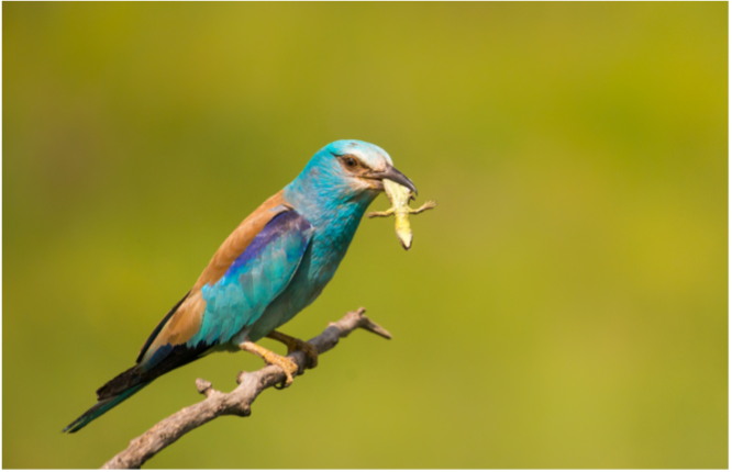 ROLLIER D'EUROPE CORACIAS GARRULUS ©CANVA