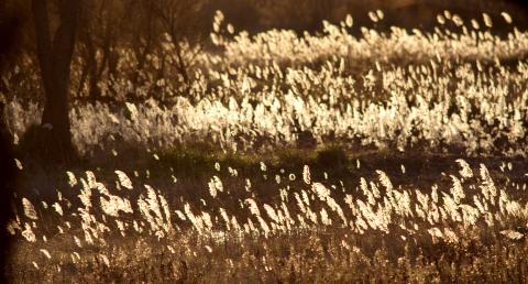 Roselière au coucher du soleil